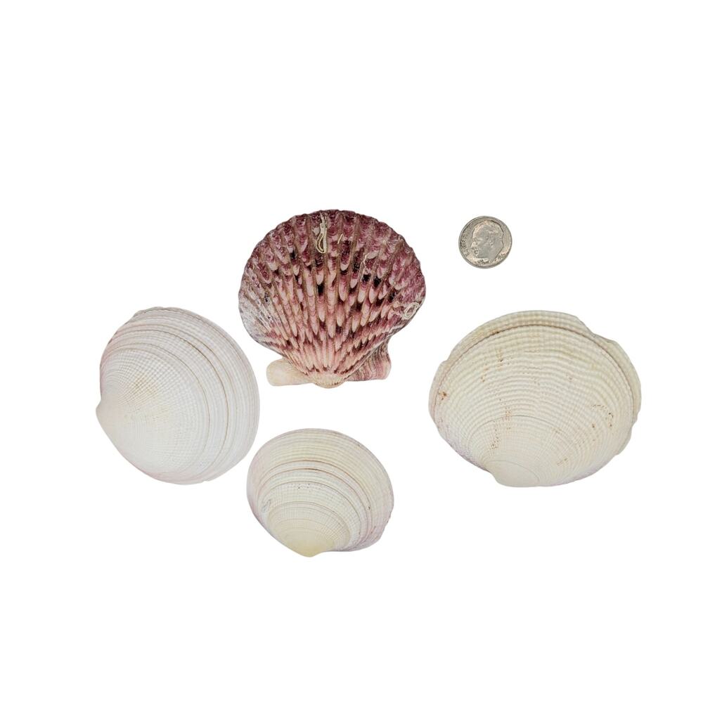 Four Sea Shells